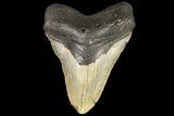 Fossil Megalodon Tooth - North Carolina #109782-2